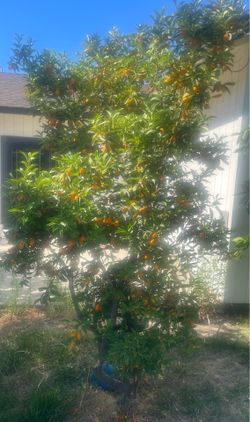 Kumquat Tree