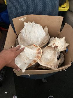 Sea shells