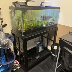 Fish Tank And Stand Set Up