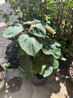 Beefsteak Plant