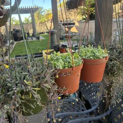 6 Inch Succulent Hanging Baskets 