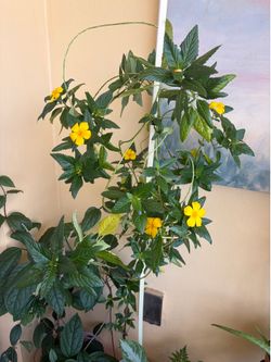 Large Flowers plant