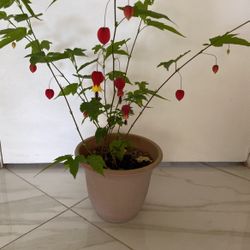 Flower Long Den