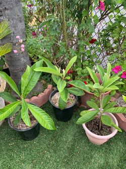 Loquat
