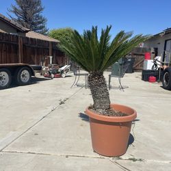 Sago Palm