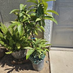 Locuat...Tree. Pick Up.about 3 .5ft