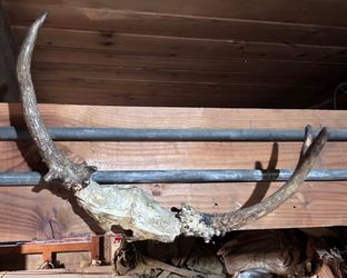 Authentic 3 Point Deer Antlers 19” With Skull Plate Rustic Decor