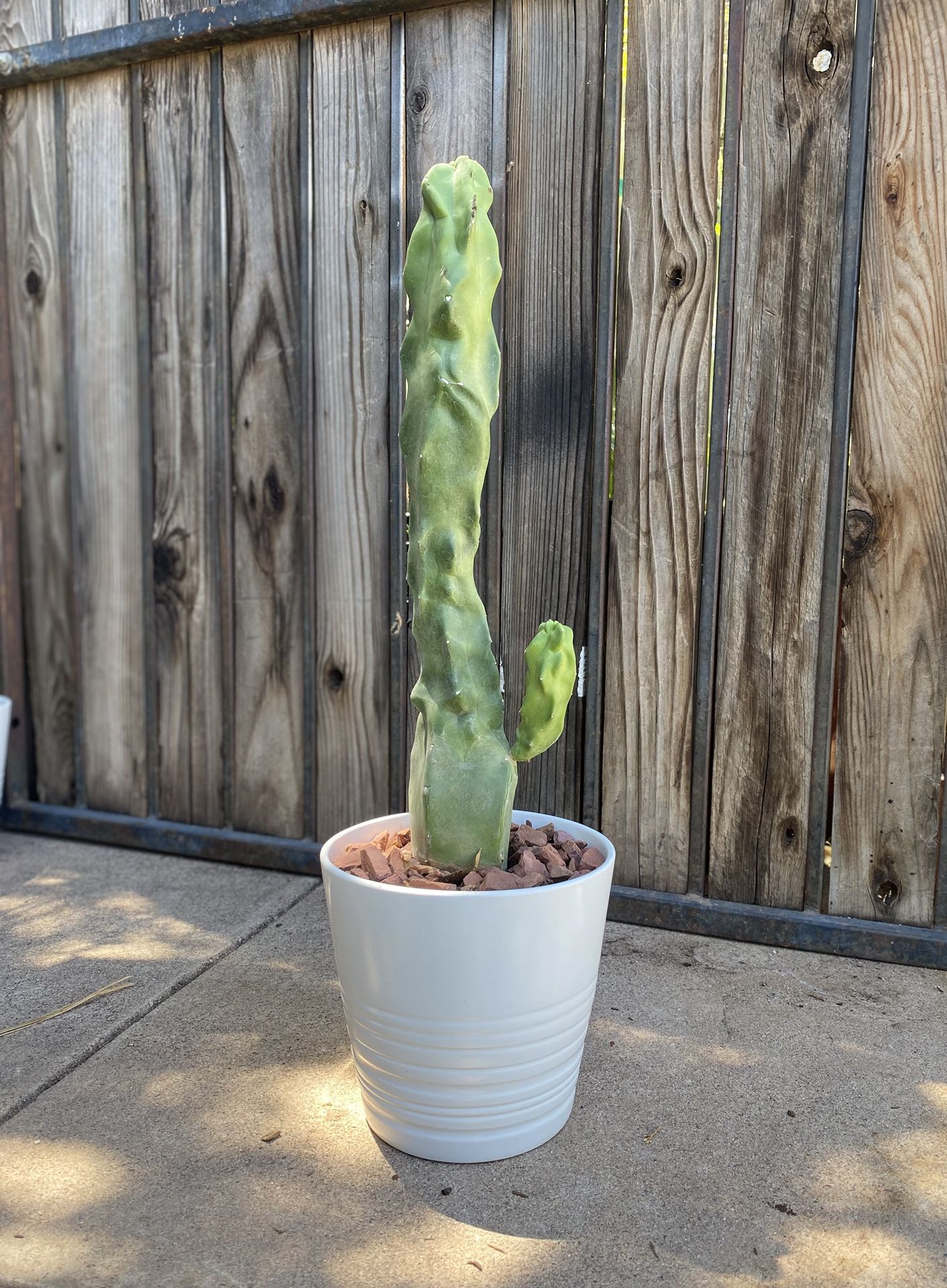 Totem Pole Cactus Plant