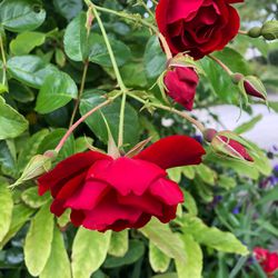 3 Propagated  Rose Pots Red Flowers