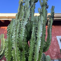 Euphoria African Milk Cactus