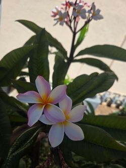Large plumeria plants