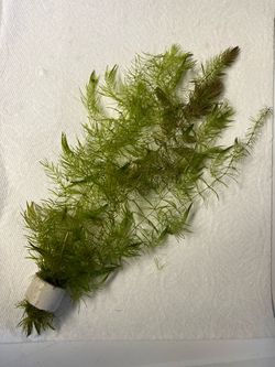 Hornswart Fresh Water Aquatic Plant
