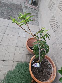 Early Elberta peach 10 gallon