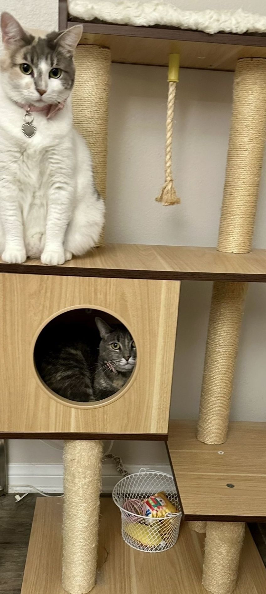 Cat Tower In Good Condition