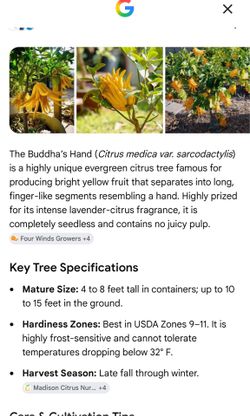 Big Buddha hand and Orange in 1 tree