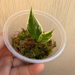 variegated hoya polyneura 