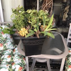 Beautiful Large Succulent Arrangement Pots 