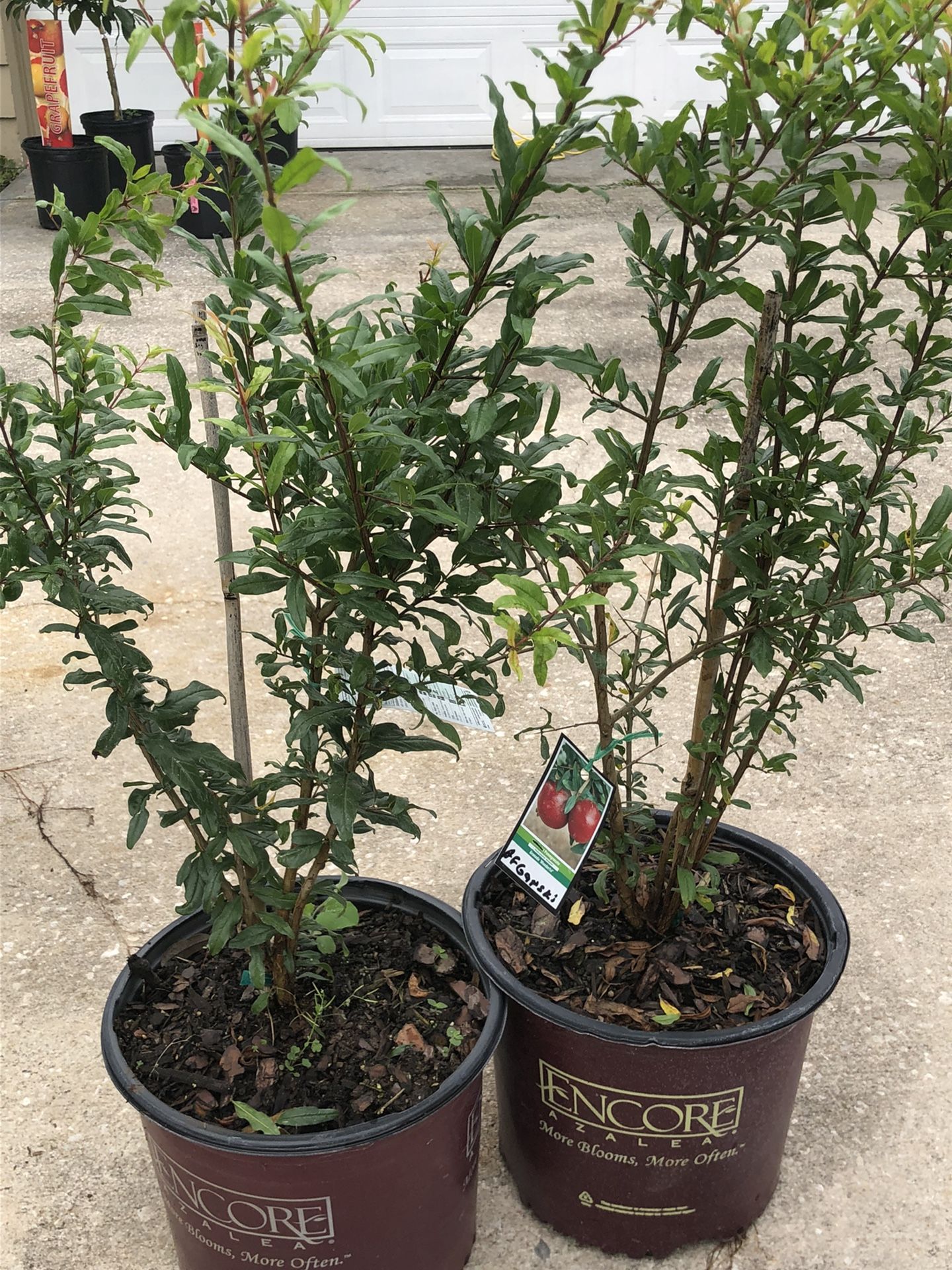 Pomegranate Tree