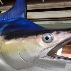STUNNING 10' 5" Blue Marlin - Vintage Baja Catch - Pristine Condition