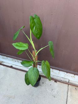 syngonium chiapense