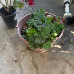 Cinco dólares cada una