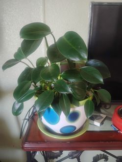 Baby rubberplant