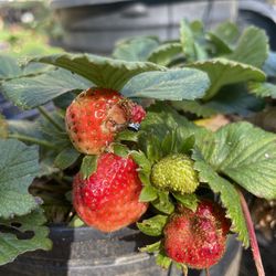 strawberry plants - grape vines- blueberry plants - white Blackberry plants - gooseberry plants - currant berry plants - Olallieberry plants