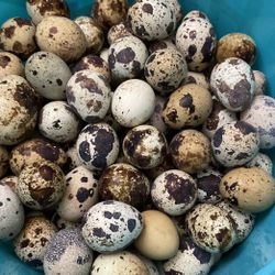 fresh quail eggs