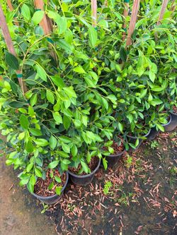 🌿 Indian Laurel Ficus for Sale 🌿