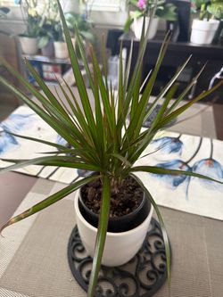 Indoor plant