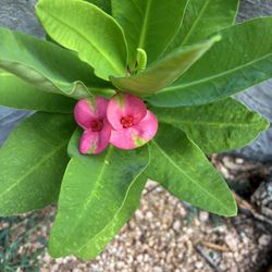 Planta Corona De Cristo La Sam Ruby Muy Bonita 