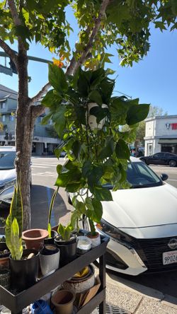 big chinese forever green hanging plant extra big