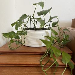 White Ceramic Pot With Live Ivy Plants 