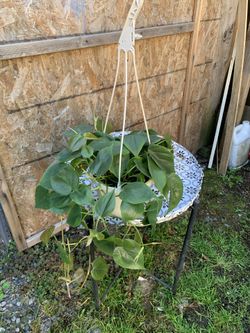 Indoor Plants