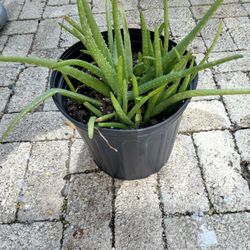 Aloe Vera  $2