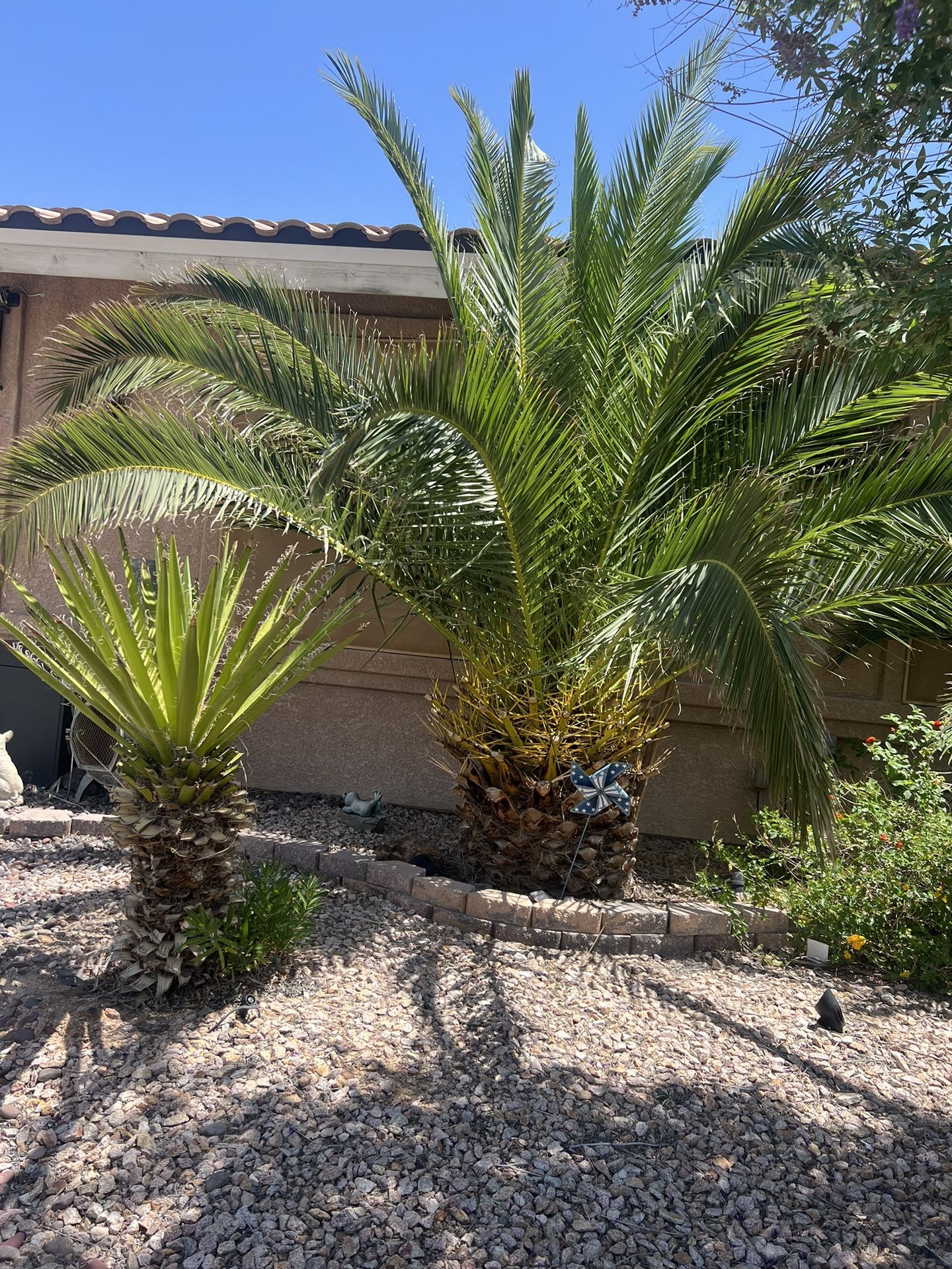 Canary Palm Tree