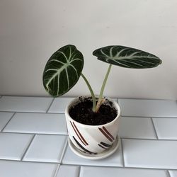 Alocasia Maharani ply