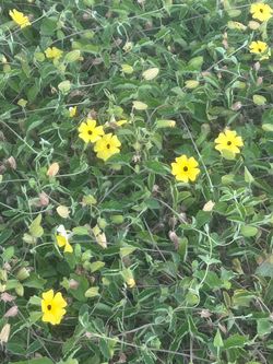 Black eyed susan flower plant
