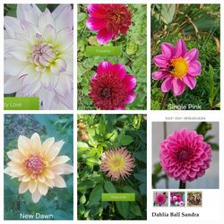 Rooted Dahlia Plants For Pots $5 Each 