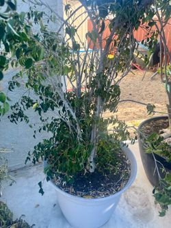 Ficus Trees
