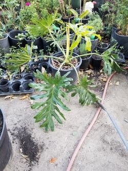 Most era Plant In 15 Gallon