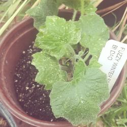 Bitter Mellon Plant Pack 2 Ready To Grow Seedling Plants