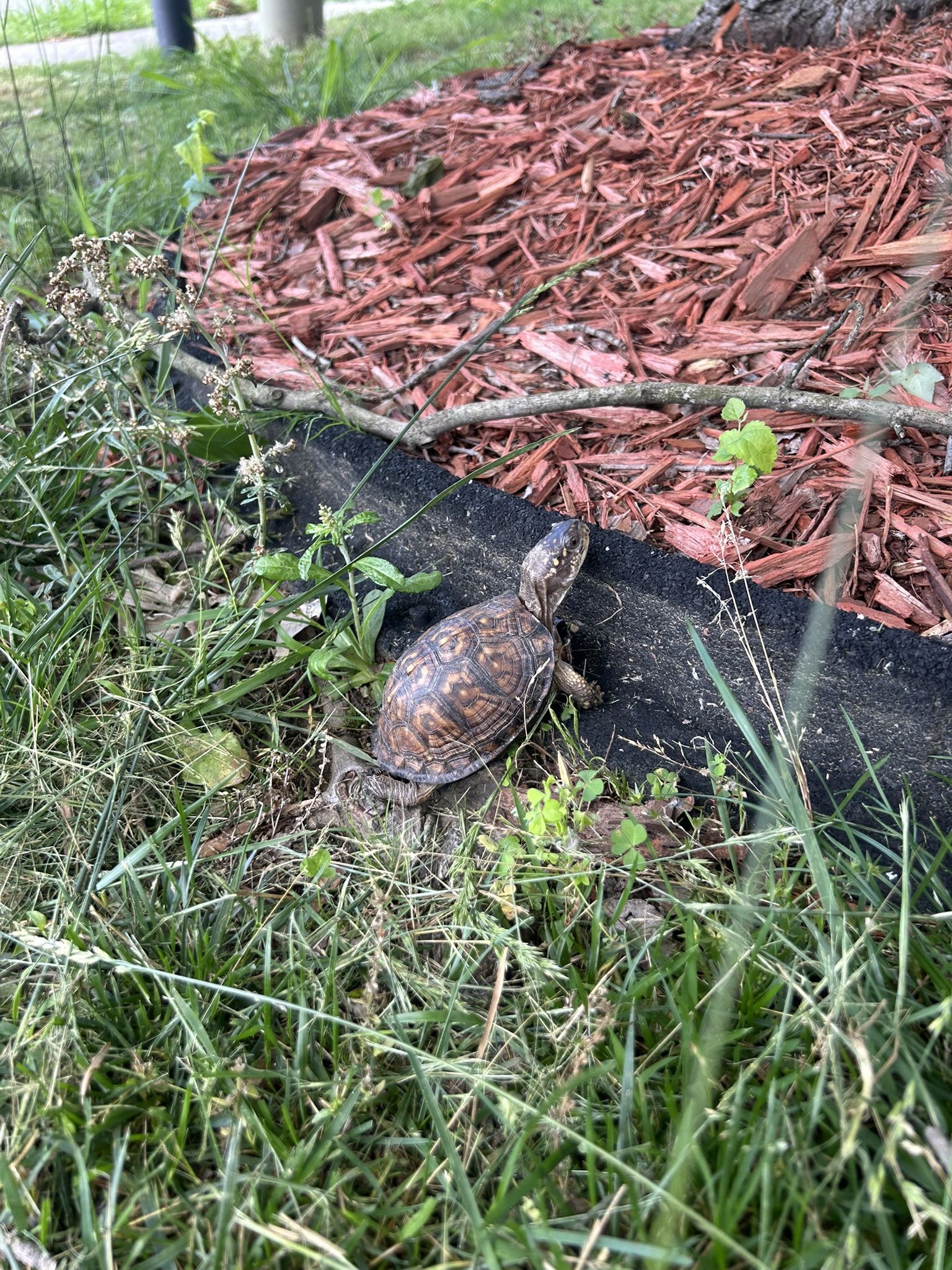 Turtle For Sale An Female