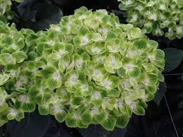 ‘Green Cloud’ everlasting hydrangea