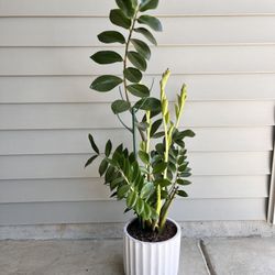 Large Potted ZZ Plant