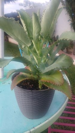 Kalanchoe MOTHER OF A THOUSAND PLANT
