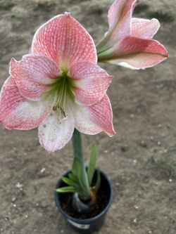 Planta Amarilis Color Rosita ASI Como Se Be