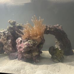 20 Gallon Long aquarium 