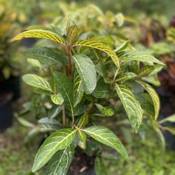 Sanchezia Hedge Plant 3gal Pots. Rare And Beautiful White Veins