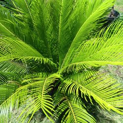 Sago Palms 🌴  For Sale  $40 Dollars 
